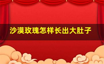 沙漠玫瑰怎样长出大肚子