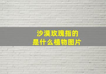 沙漠玫瑰指的是什么植物图片