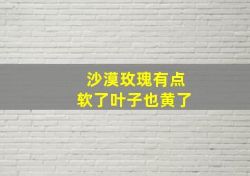 沙漠玫瑰有点软了叶子也黄了