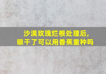 沙漠玫瑰烂根处理后,晾干了可以用香蕉重种吗