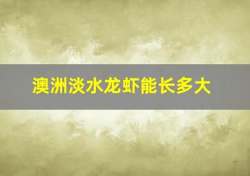 澳洲淡水龙虾能长多大