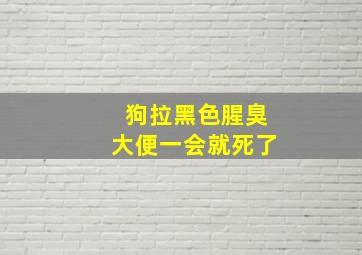 狗拉黑色腥臭大便一会就死了