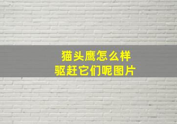 猫头鹰怎么样驱赶它们呢图片