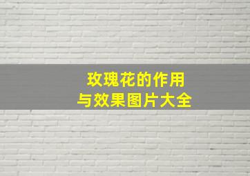 玫瑰花的作用与效果图片大全