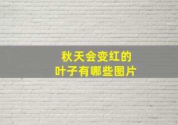 秋天会变红的叶子有哪些图片