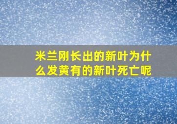 米兰刚长出的新叶为什么发黄有的新叶死亡呢