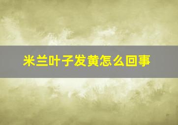 米兰叶子发黄怎么回事