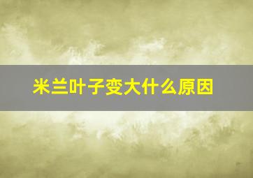 米兰叶子变大什么原因