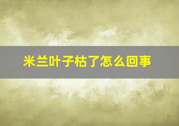 米兰叶子枯了怎么回事