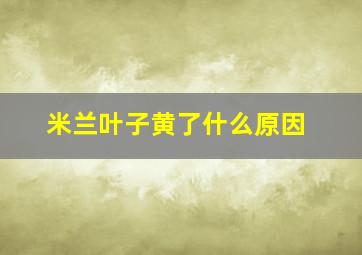 米兰叶子黄了什么原因