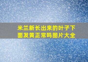 米兰新长出来的叶子下面发黄正常吗图片大全