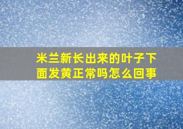 米兰新长出来的叶子下面发黄正常吗怎么回事