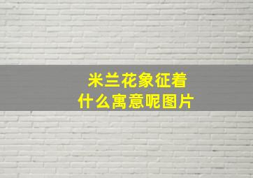 米兰花象征着什么寓意呢图片