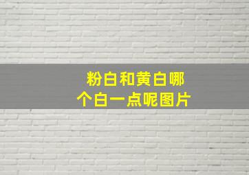 粉白和黄白哪个白一点呢图片