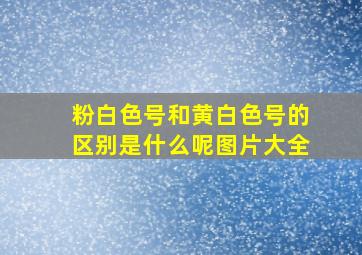 粉白色号和黄白色号的区别是什么呢图片大全