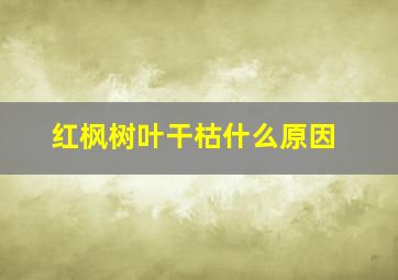 红枫树叶干枯什么原因