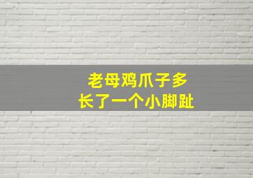 老母鸡爪子多长了一个小脚趾