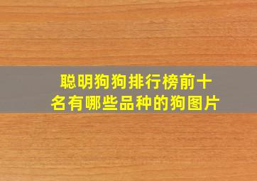 聪明狗狗排行榜前十名有哪些品种的狗图片