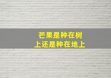 芒果是种在树上还是种在地上