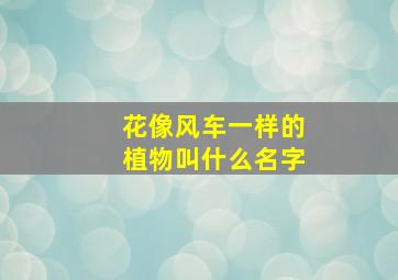 花像风车一样的植物叫什么名字