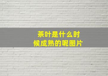 茶叶是什么时候成熟的呢图片