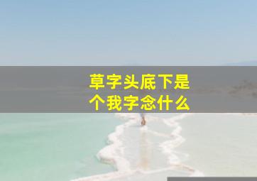 草字头底下是个我字念什么