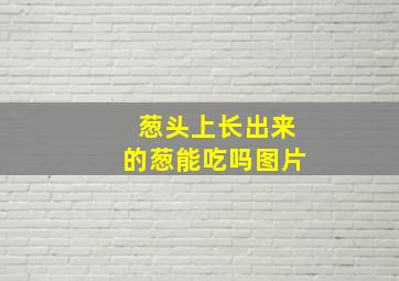 葱头上长出来的葱能吃吗图片