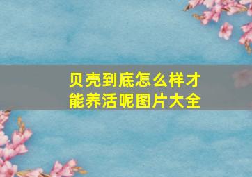 贝壳到底怎么样才能养活呢图片大全