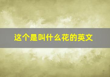 这个是叫什么花的英文