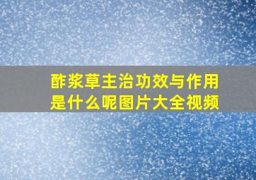 酢浆草主治功效与作用是什么呢图片大全视频