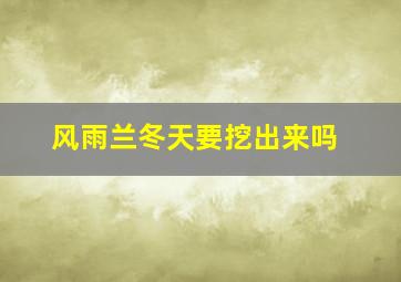 风雨兰冬天要挖出来吗