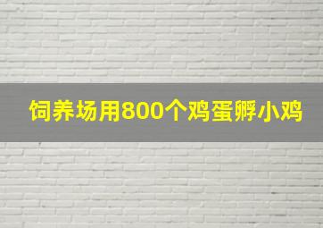 饲养场用800个鸡蛋孵小鸡