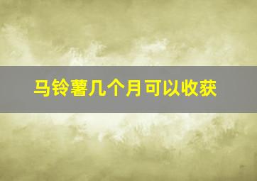 马铃薯几个月可以收获