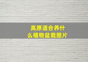 高原适合养什么植物盆栽图片