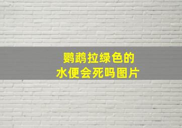 鹦鹉拉绿色的水便会死吗图片