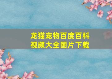 龙猫宠物百度百科视频大全图片下载