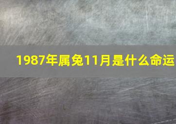 1987年属兔11月是什么命运