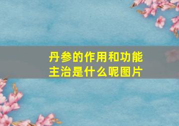 丹参的作用和功能主治是什么呢图片