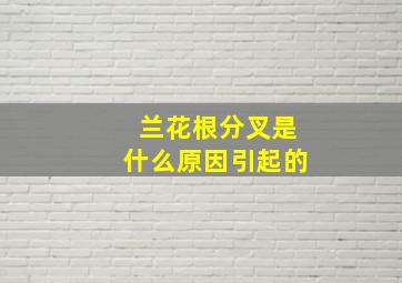 兰花根分叉是什么原因引起的