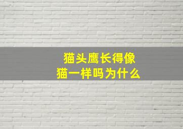 猫头鹰长得像猫一样吗为什么