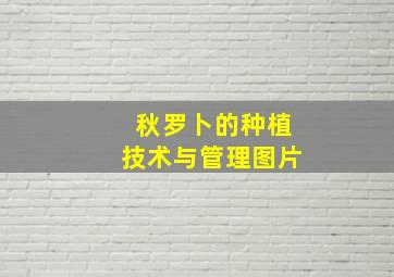 秋罗卜的种植技术与管理图片