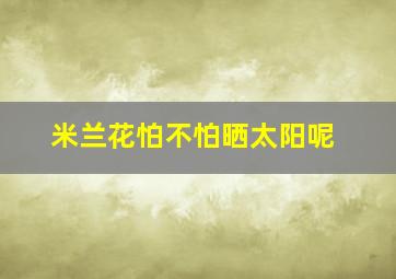 米兰花怕不怕晒太阳呢