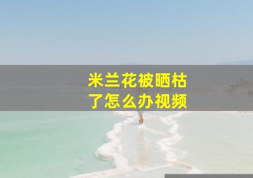 米兰花被晒枯了怎么办视频